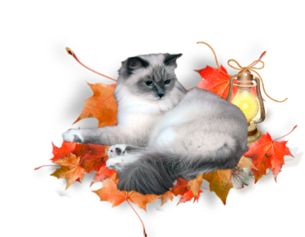 őszi állatok_142.png